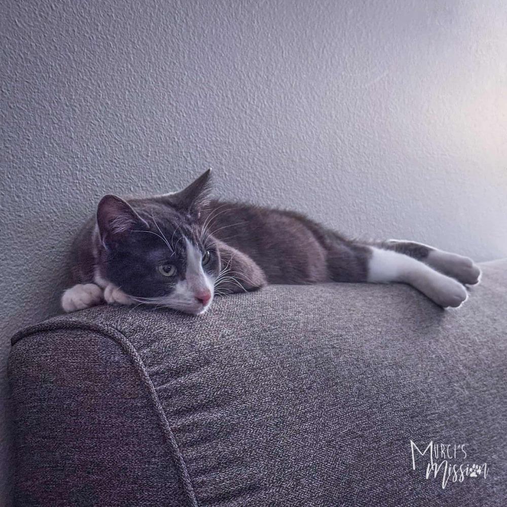 Smokey, a Adoptable mixed breed in Spokane , WA image 3/3