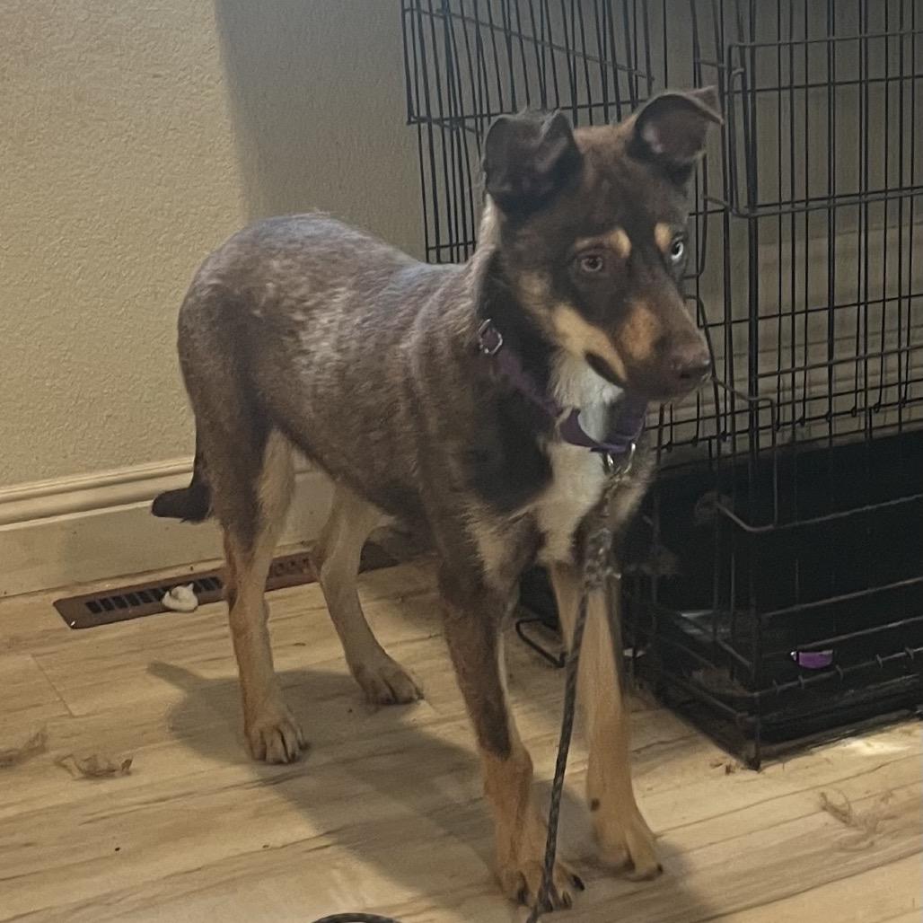 Enlarge Rally, a Adoptable mixed breed in Pittsburg, KS image 2/3