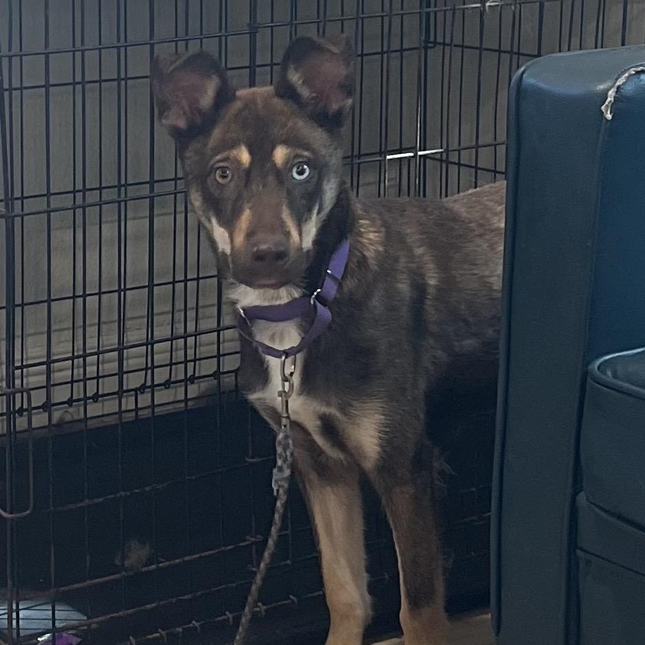 Enlarge Rally, a Adoptable mixed breed in Pittsburg, KS image 3/3