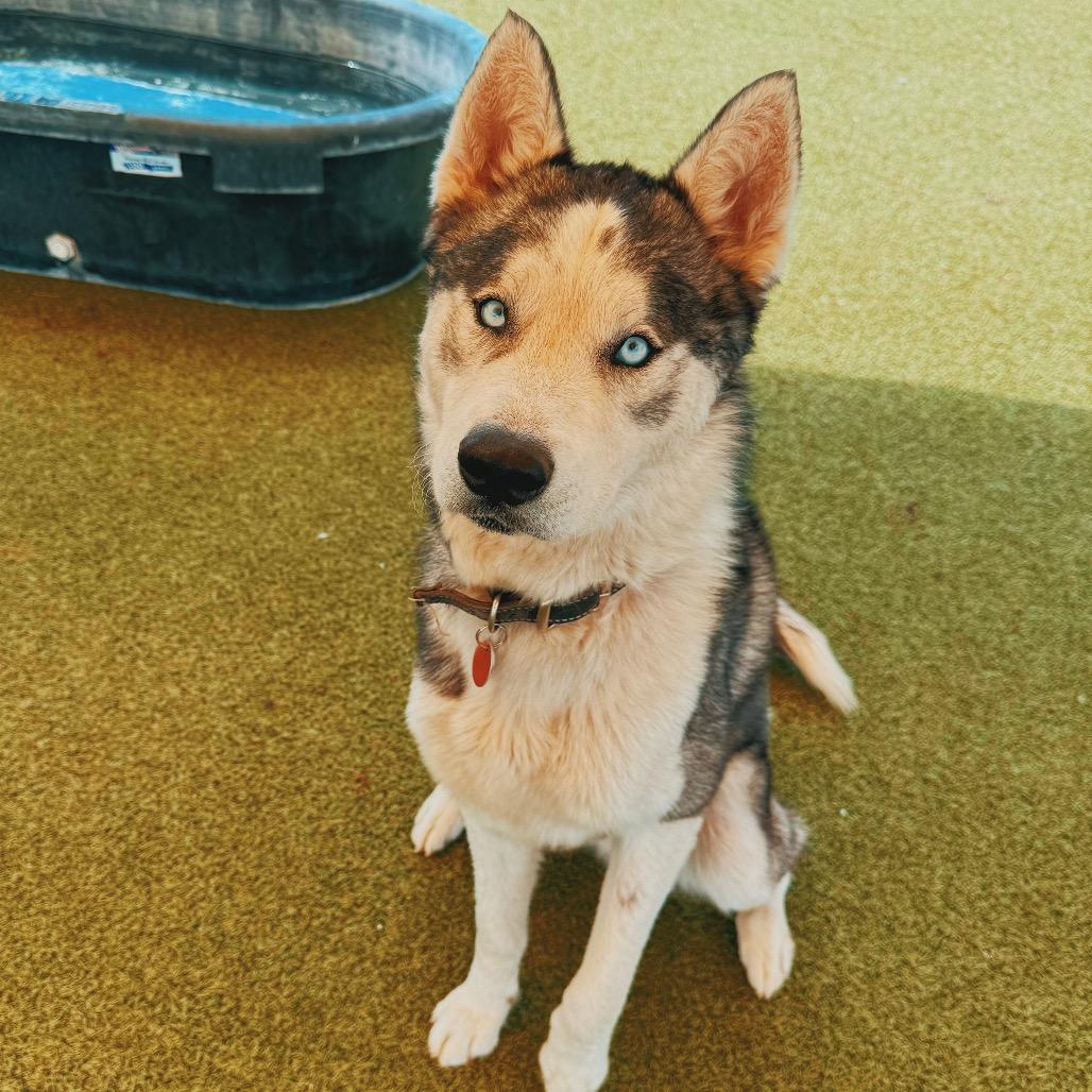Cody, ADOPTABLE, Adult Male Husky.