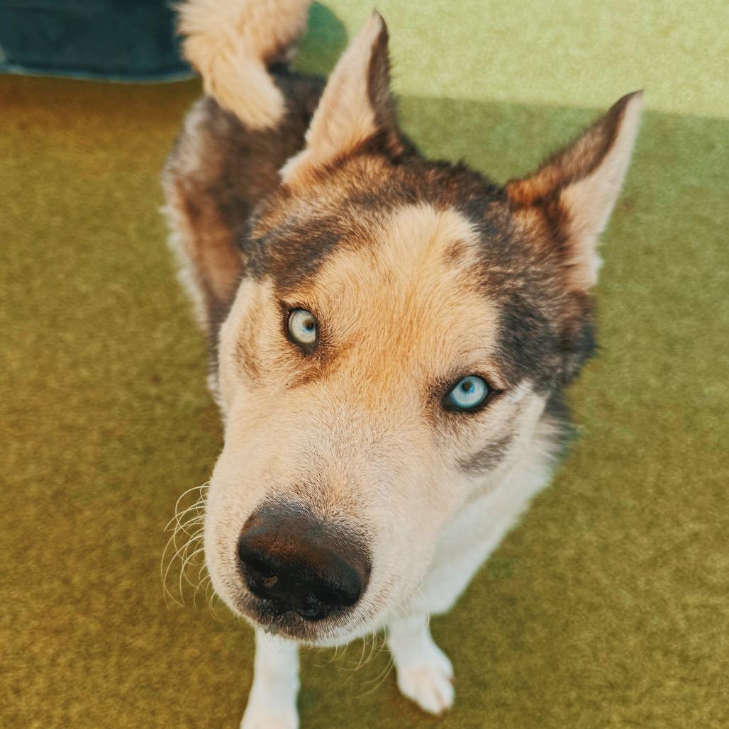Enlarge Cody, a ADOPTABLE Husky in Hays, KS image 2/6