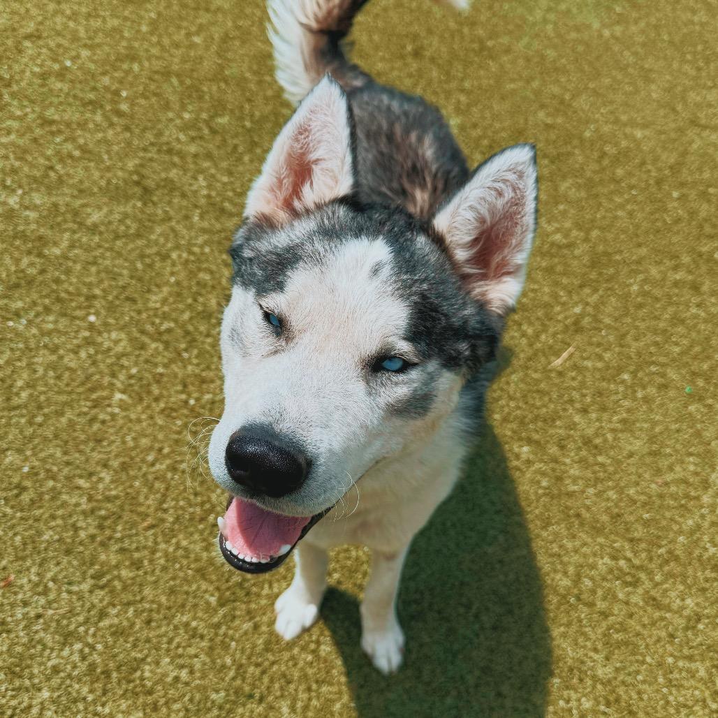 Enlarge Cody, a ADOPTABLE Husky in Hays, KS image 4/6