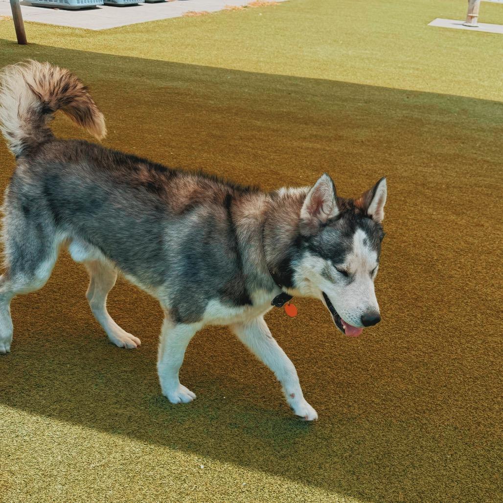 Enlarge Cody, a ADOPTABLE Husky in Hays, KS image 5/6