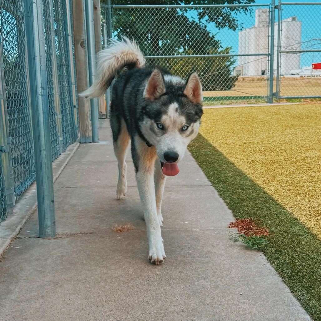 Enlarge Cody, a ADOPTABLE Husky in Hays, KS image 3/6