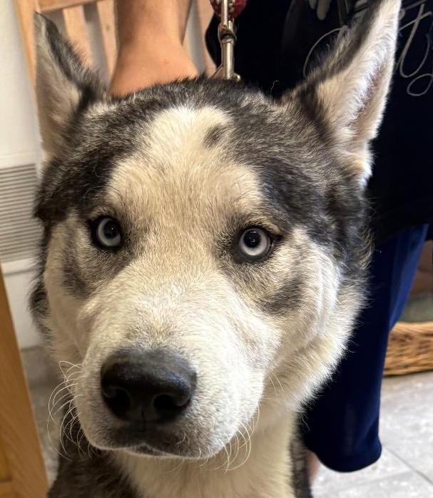 Enlarge Cody, a ADOPTABLE Husky in Hays, KS image 6/6