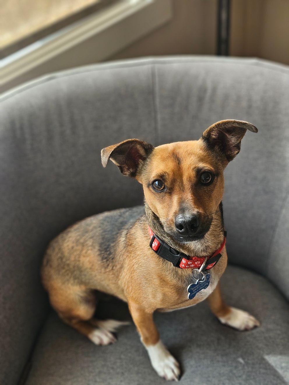 Gravis, a Adoptable mixed breed image 1/5