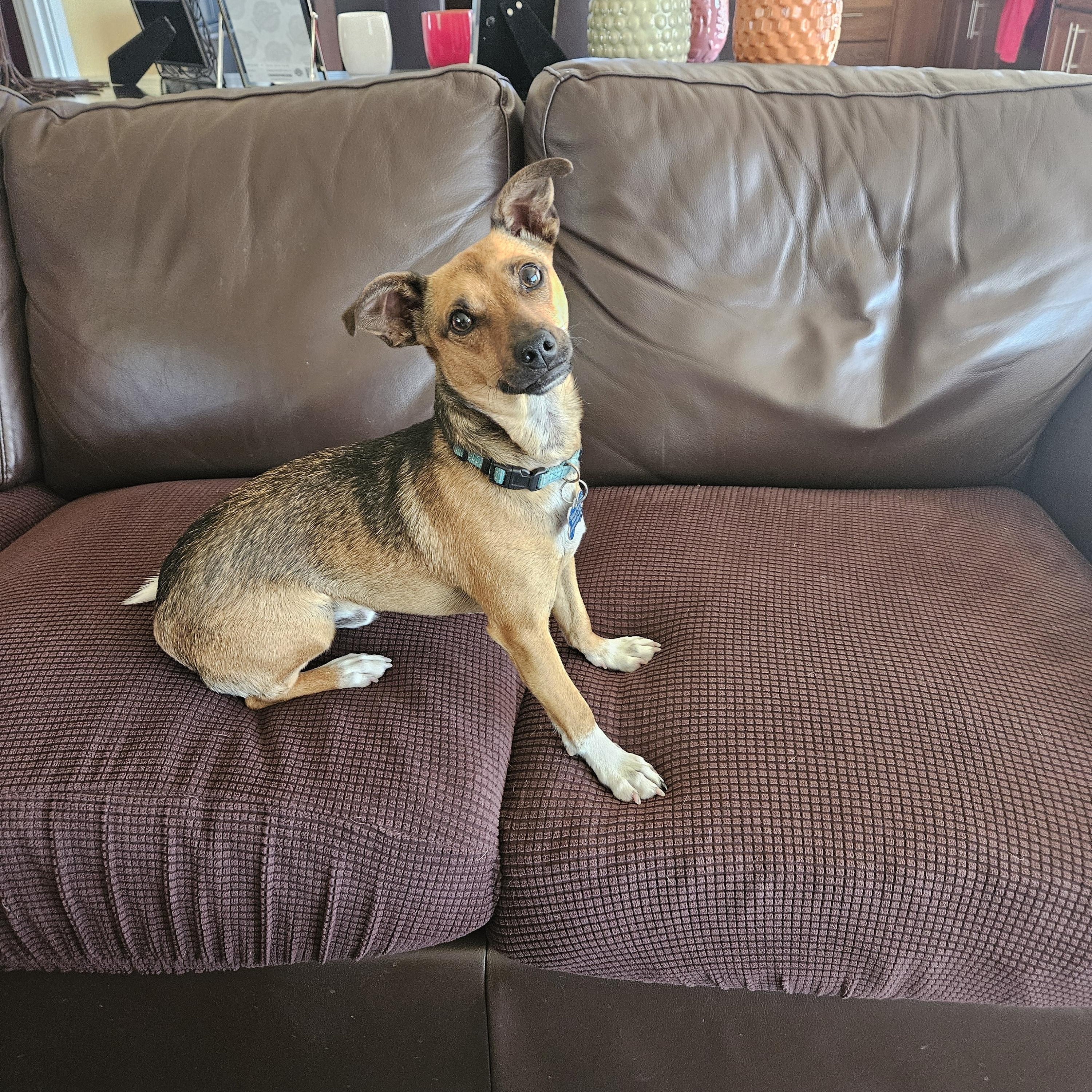 Gravis, Adoptable, Young Male Chihuahua & Dachshund.