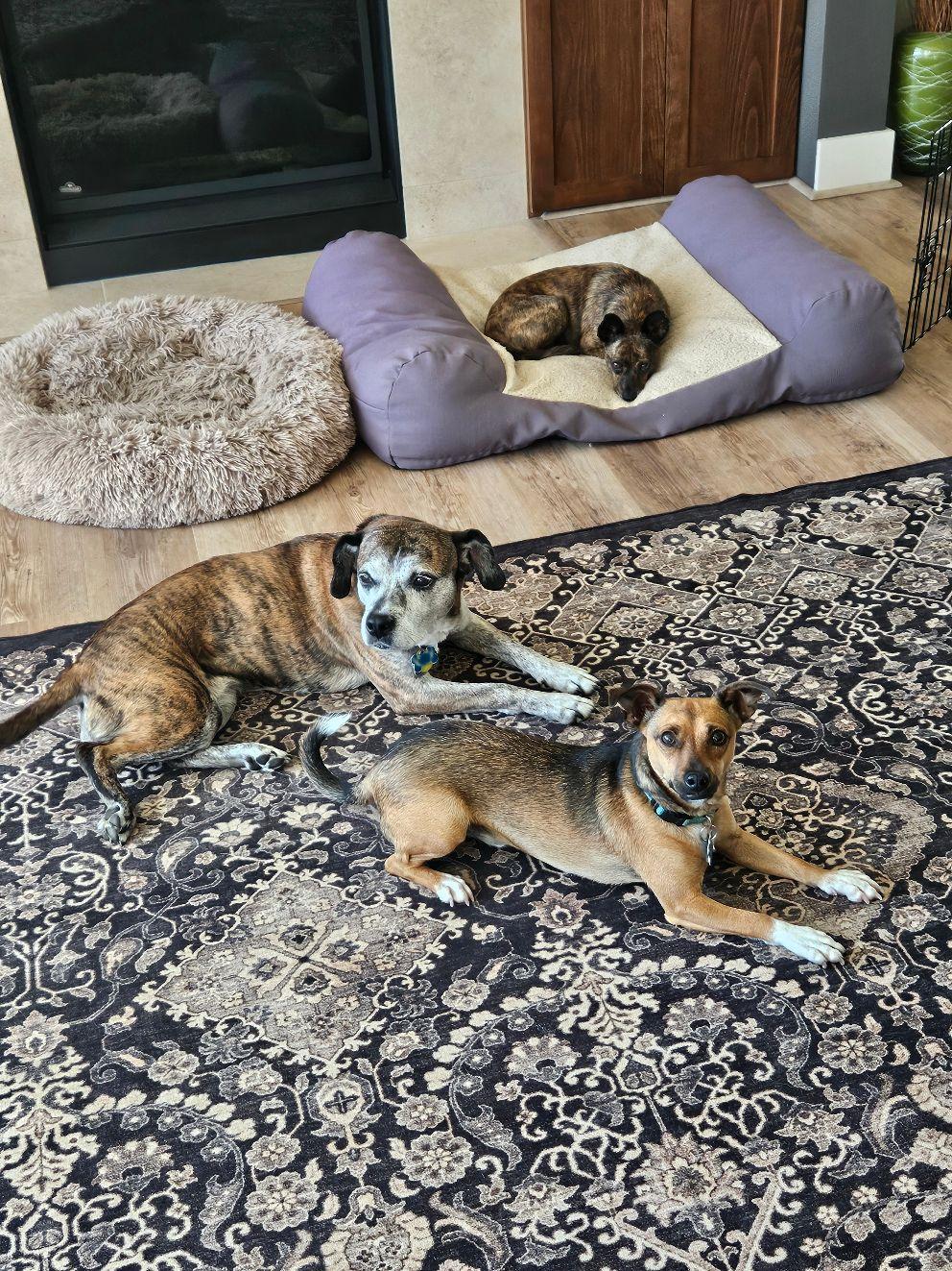 Gravis, a Adoptable mixed breed image 4/5