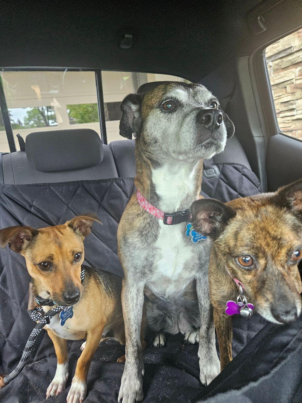 Gravis, a Adoptable mixed breed image 3/5