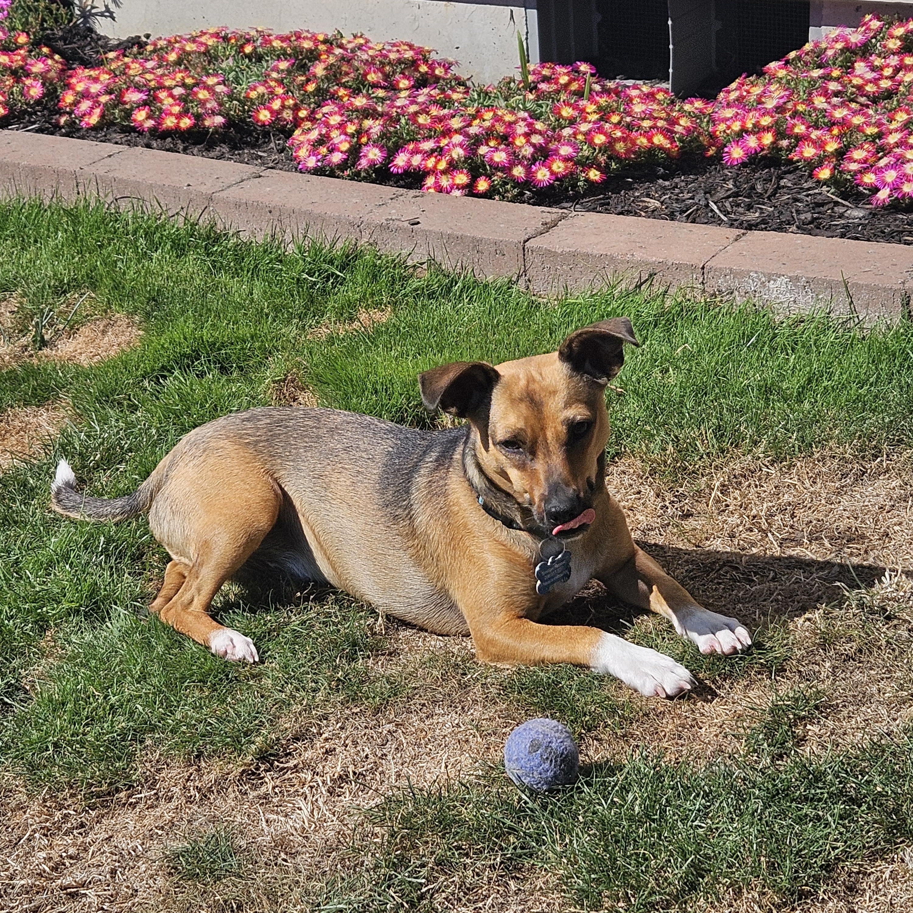 Gravis, a Adoptable mixed breed image 5/5