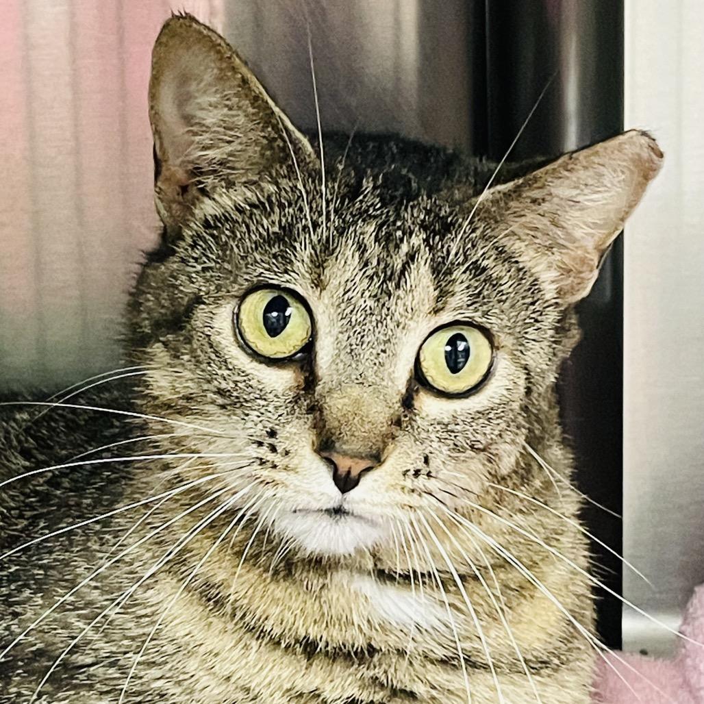 Celeste, a Adoptable Domestic Short Hair in Columbia Station, OH image 5/6