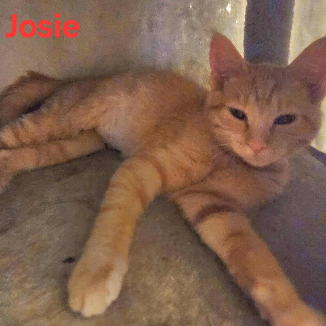 Josie, Adoptable, Kitten Female Domestic Short Hair.