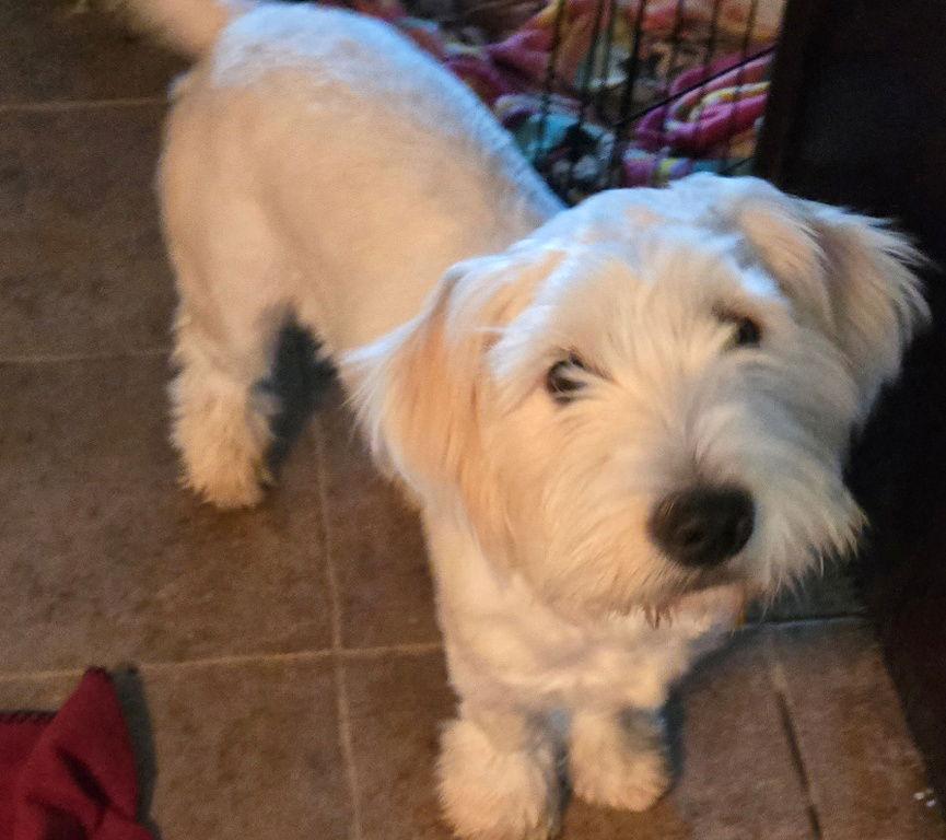 Charlie, Adopted, Young Female Maltese & Poodle.