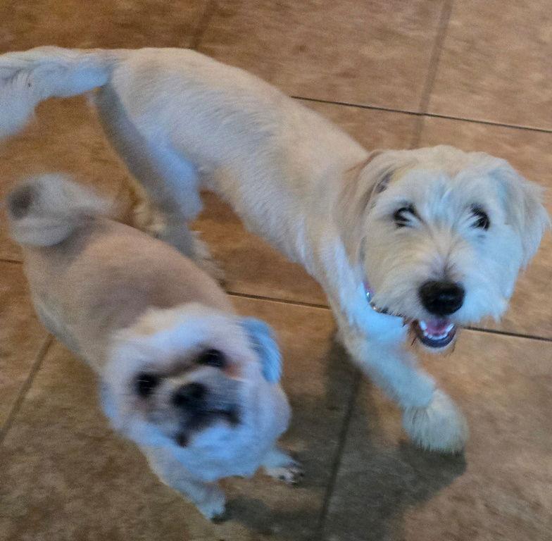 Charlie, a Adopted mixed breed in San Antonio, TX image 2/3