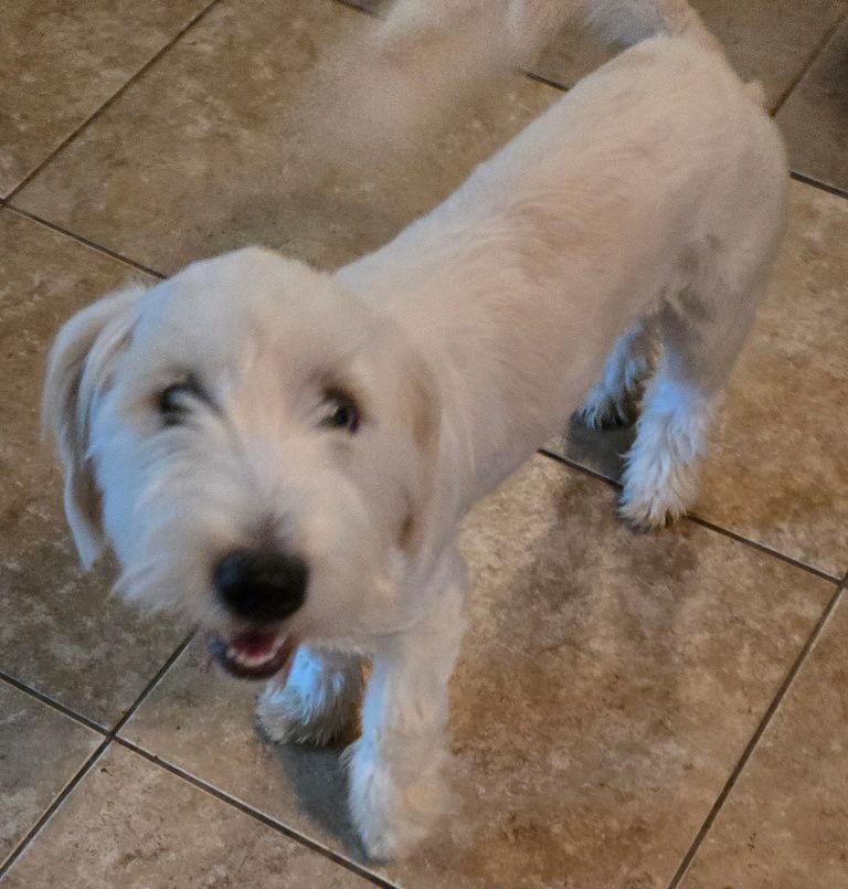 Charlie, a Adopted mixed breed in San Antonio, TX image 3/3