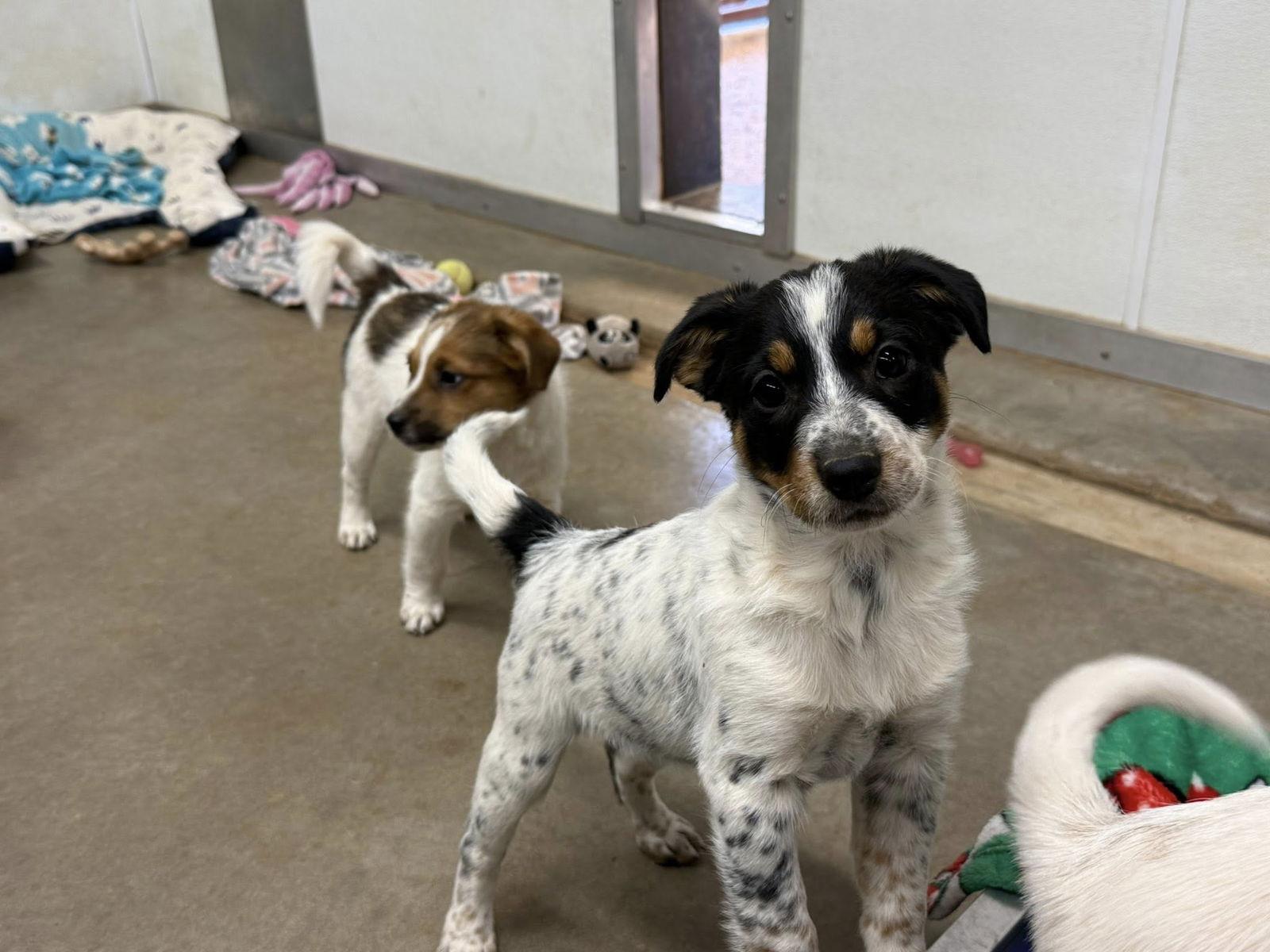 Faith-Poppy, a Adopted mixed breed in Phoenix, AZ image 3/3