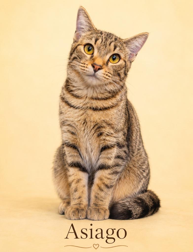 Asiago, Adoptable, Young Female Domestic Short Hair.