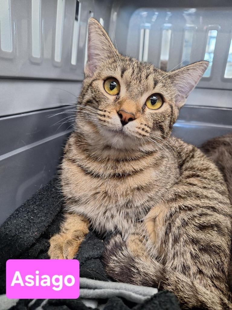 Enlarge Asiago, a Adoptable mixed breed in Leonardtown, MD image 2/2