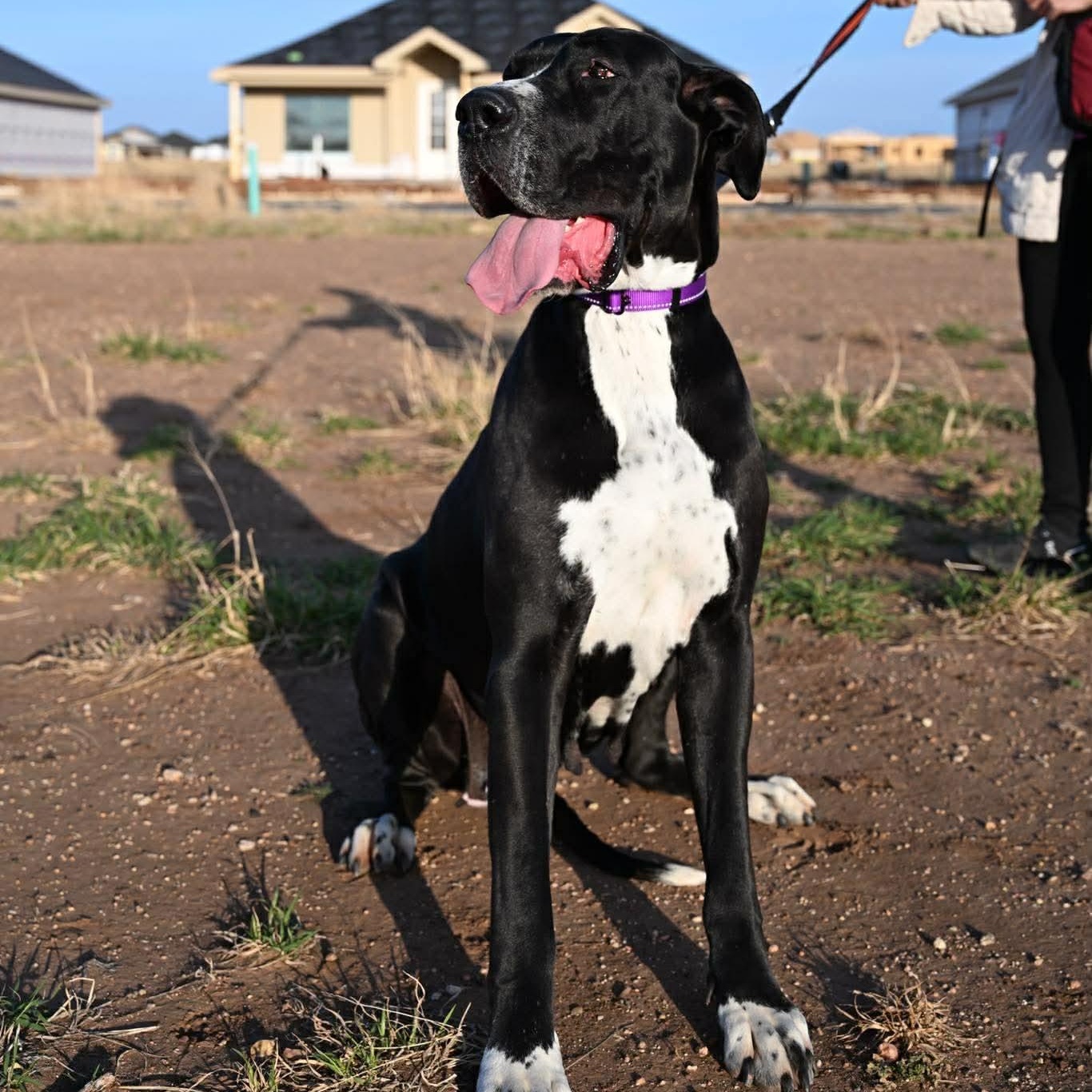 Wella, adopted, Adult Female Great Dane.