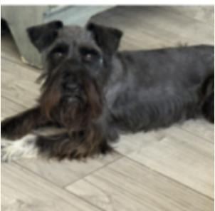 Enlarge Judith, a ADOPTABLE Miniature Schnauzer in Houston, TX image 1/2