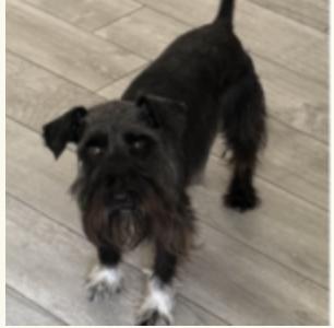 Enlarge Judith, a ADOPTABLE Miniature Schnauzer in Houston, TX image 2/2