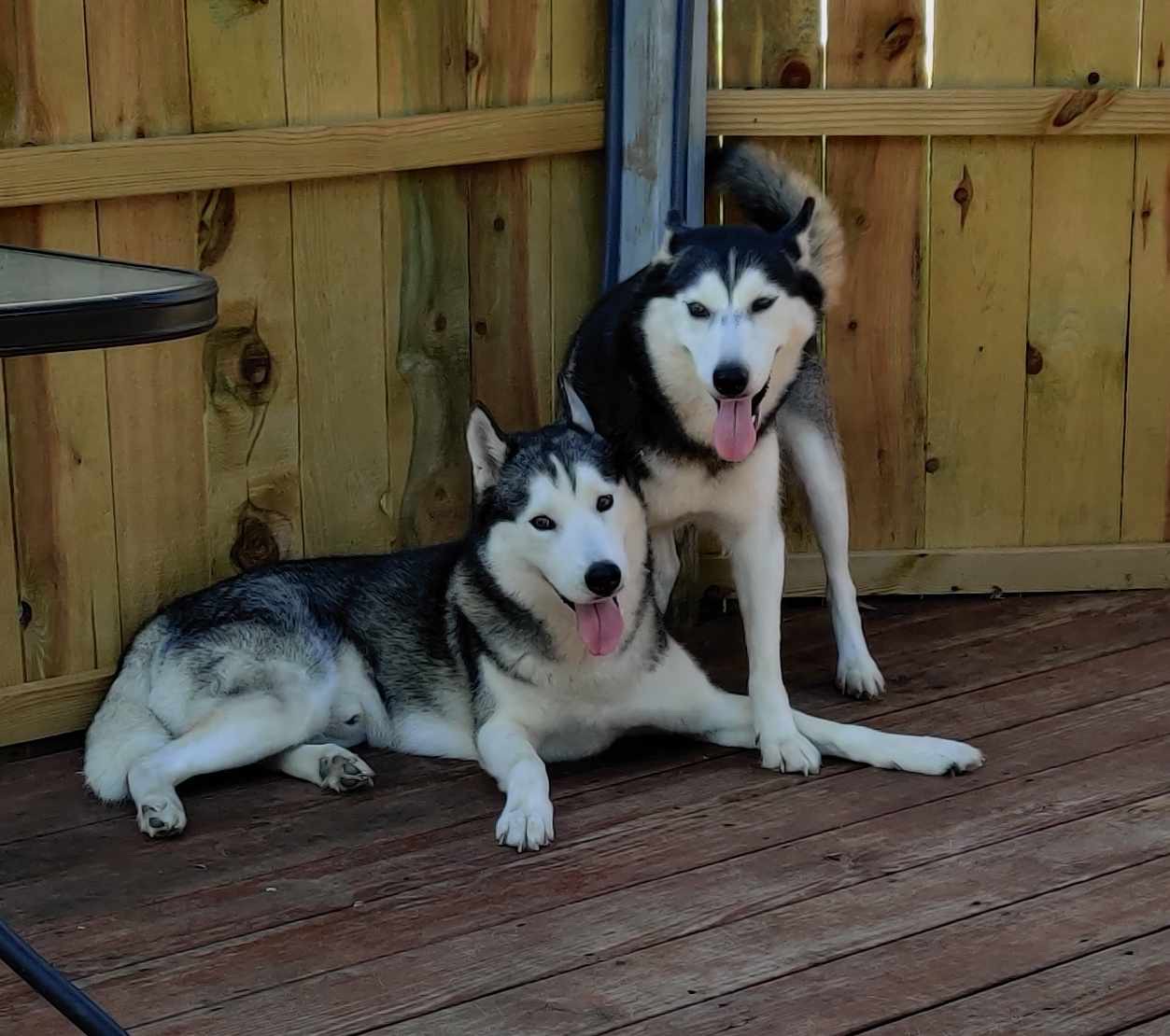Snow & Willow, a Adoptable Siberian Husky in Bay City, MI image 1/2
