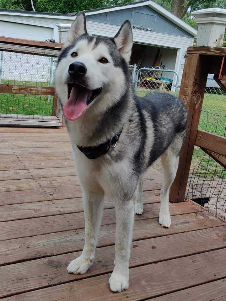 Snow & Willow, a Adoptable Siberian Husky in Bay City, MI image 2/2