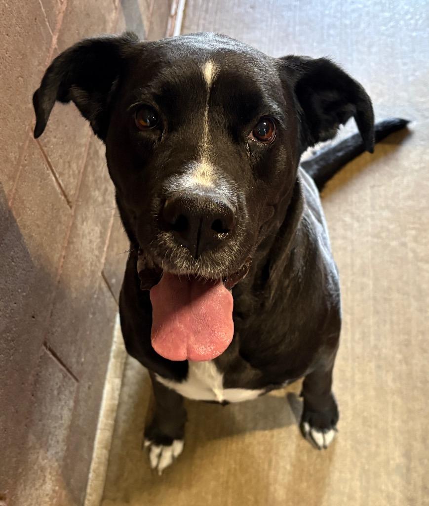 Trixie, Adopted, Adult Female Saint Bernard & Boxer.