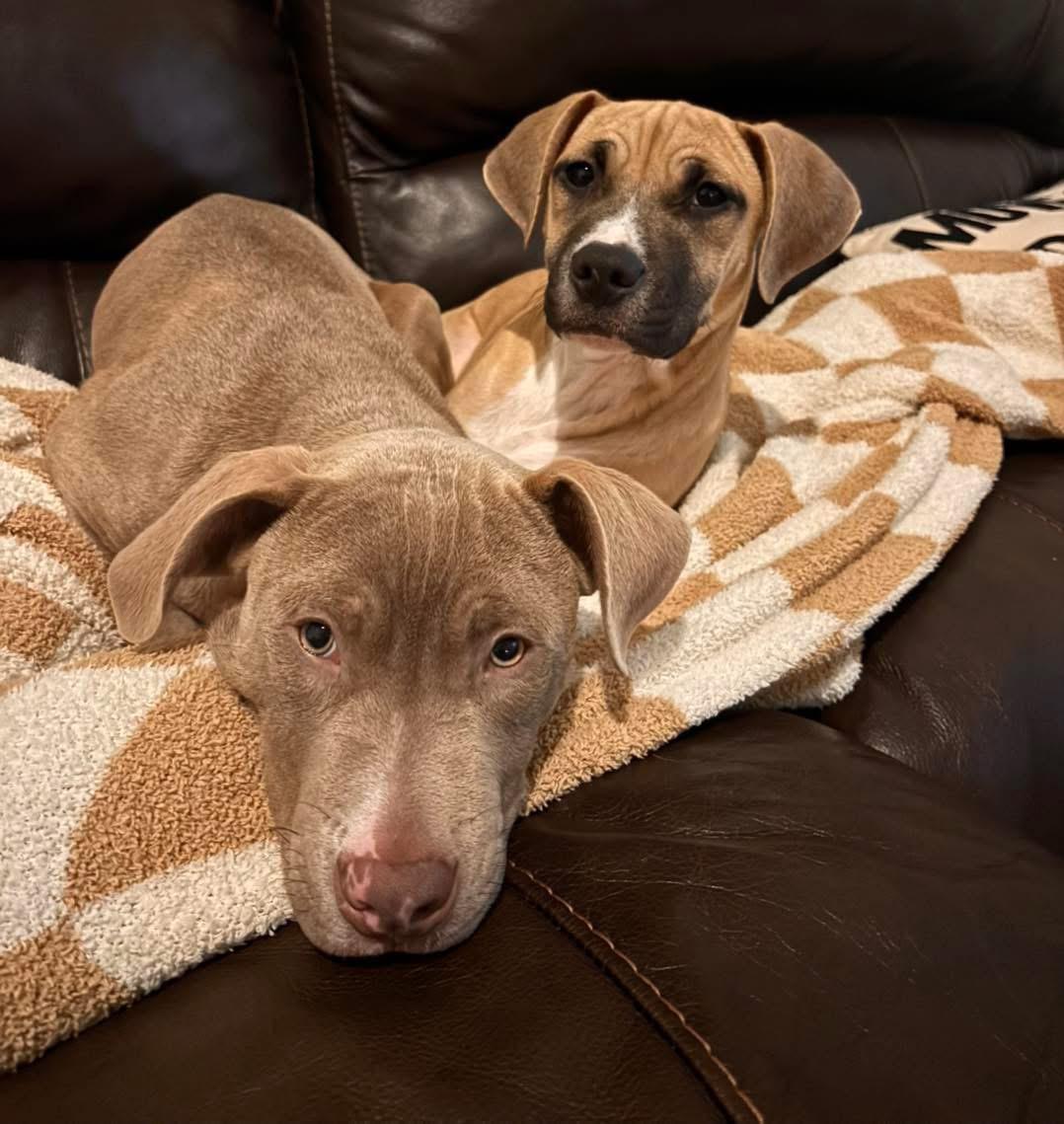 Enlarge Sneezy, an adopted mixed breed in INDIANAPOLIS, IN image 2/2