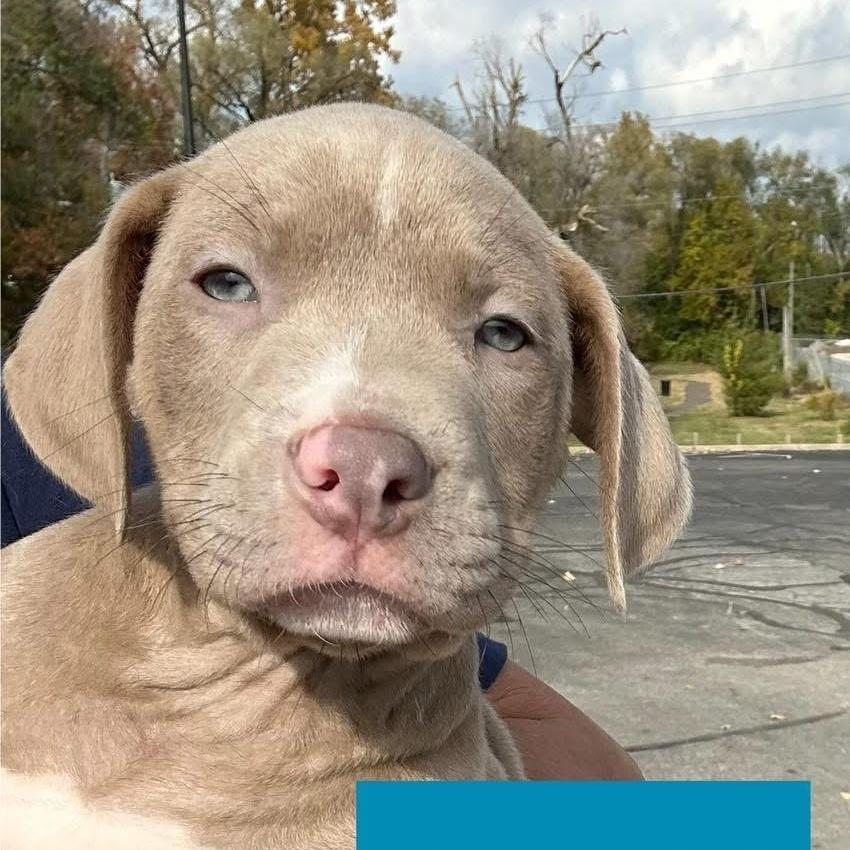 Enlarge Sneezy, an adopted mixed breed in INDIANAPOLIS, IN image 1/2