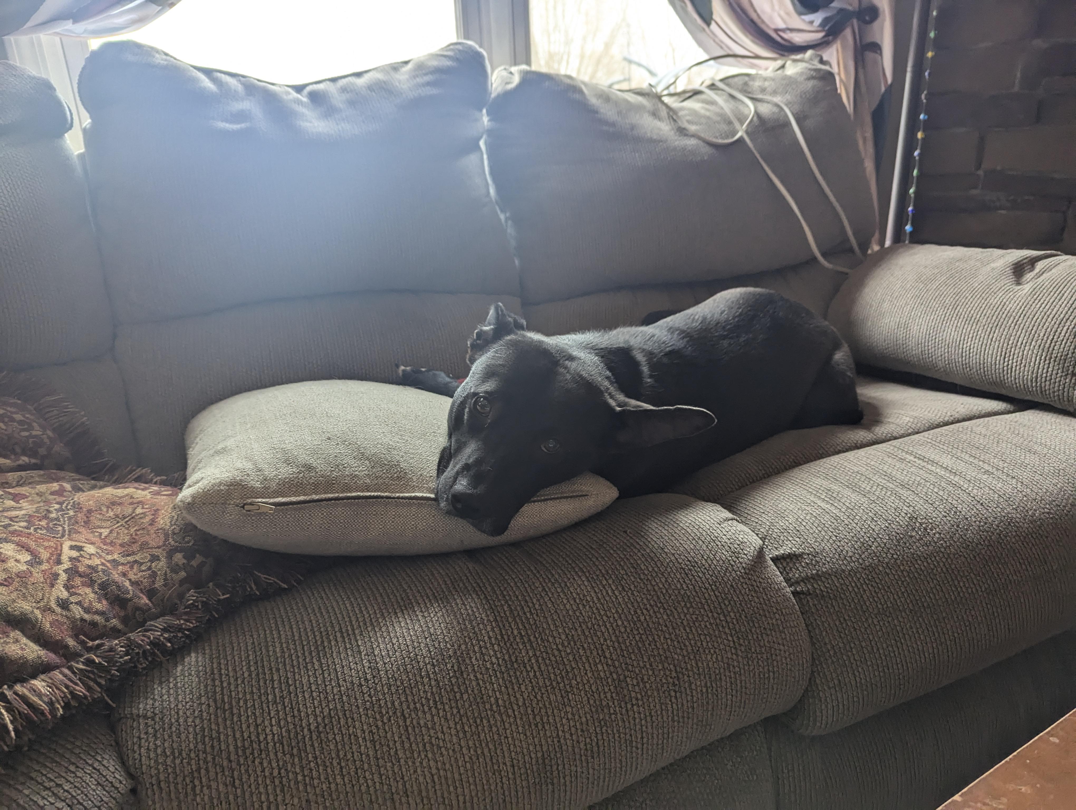 Enlarge Rosie Mae, a Adopted mixed breed in Manteno, IL image 4/4