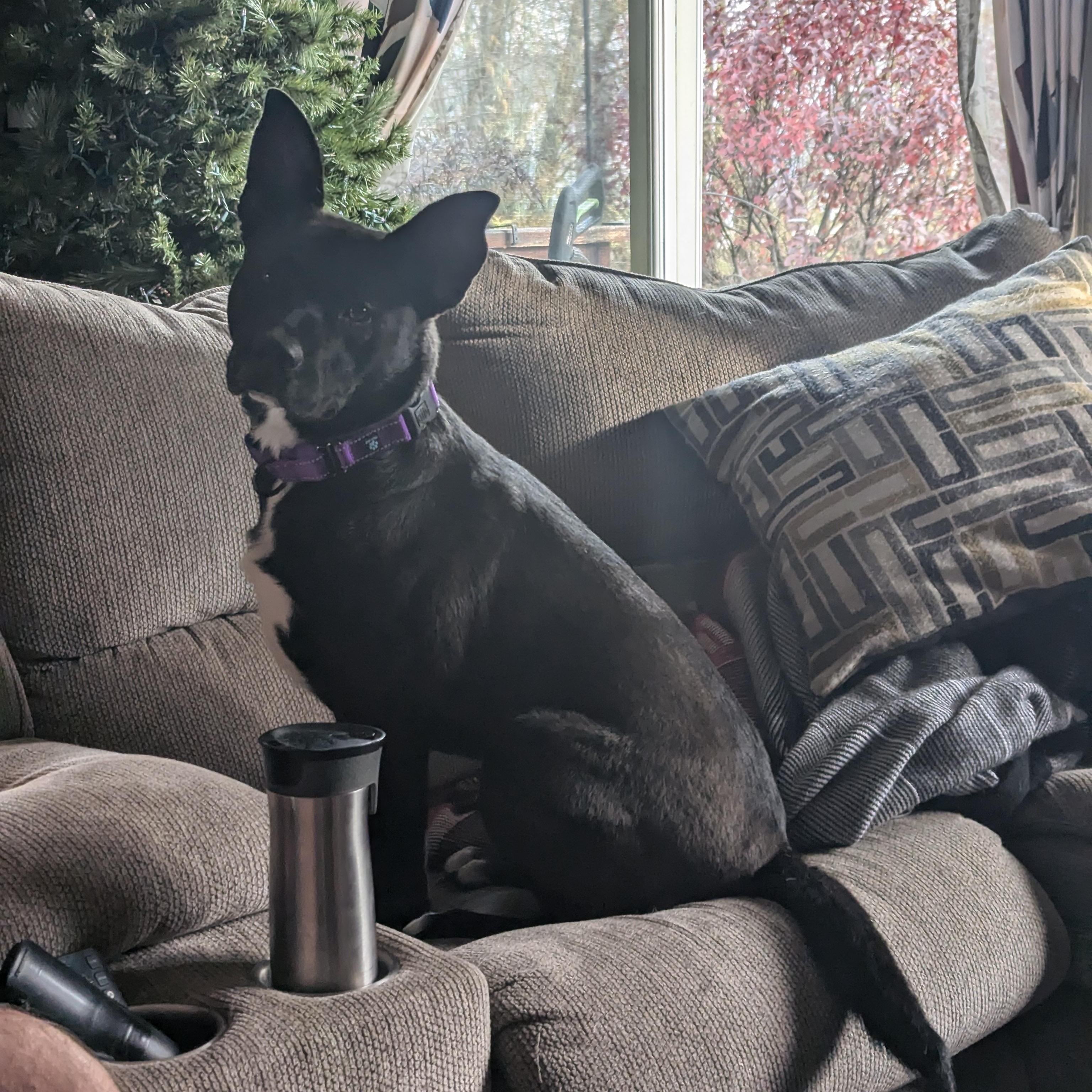 Enlarge Rosie Mae, a Adopted mixed breed in Manteno, IL image 1/4