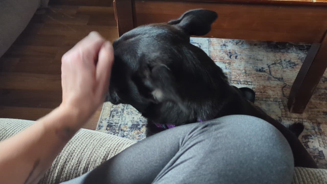 Enlarge Rosie Mae, a Adopted mixed breed in Manteno, IL video 2/4