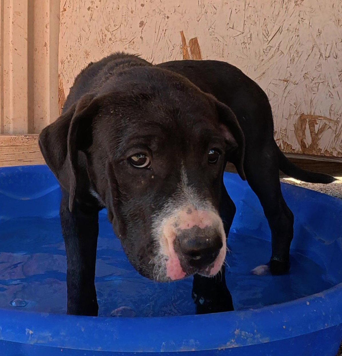 Dumpling, Adopted, Young Female Mastiff.