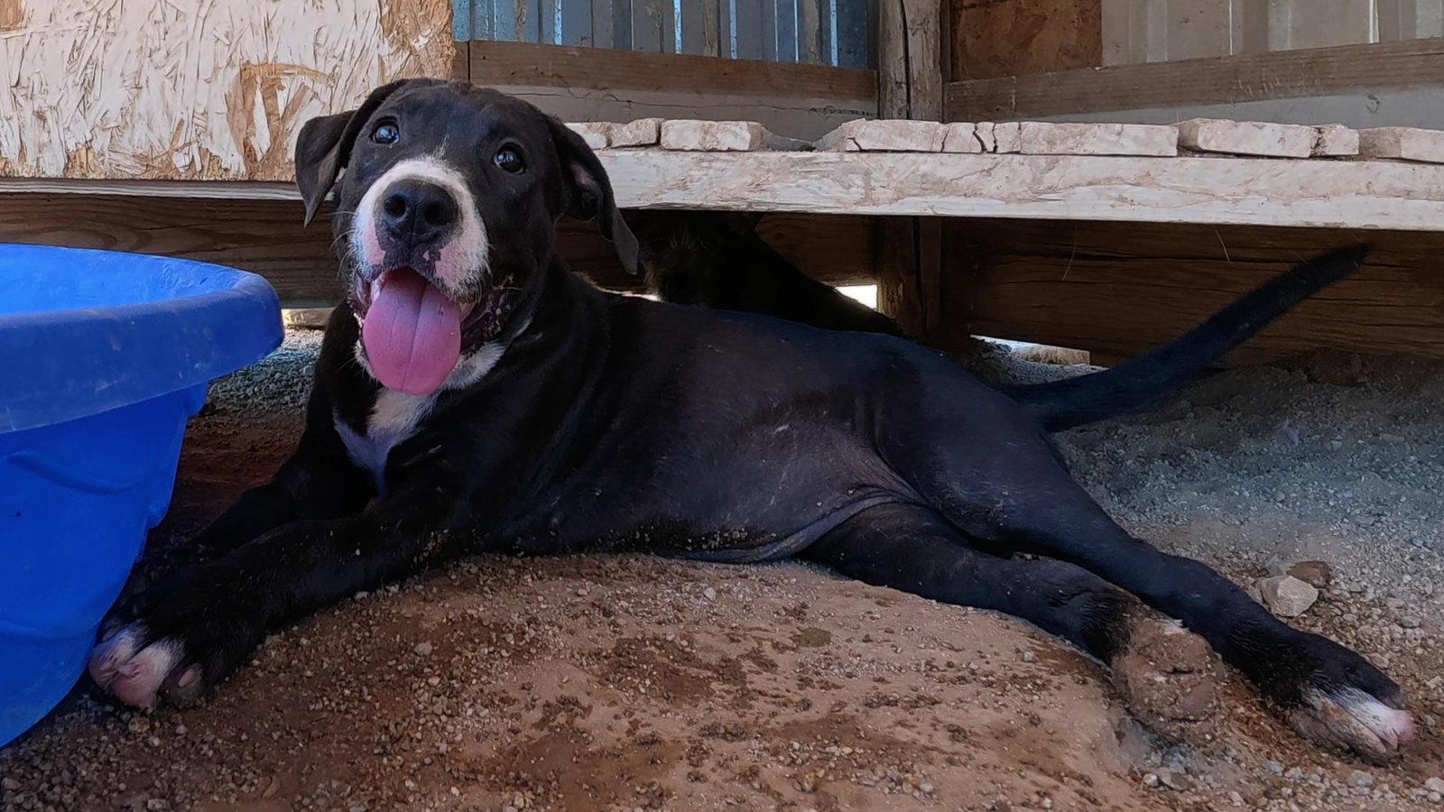 Dumpling, a Adopted Mastiff in Queen Creek, AZ image 2/3