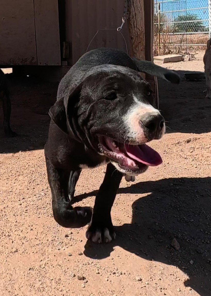 Dumpling, a Adopted Mastiff in Queen Creek, AZ image 3/3