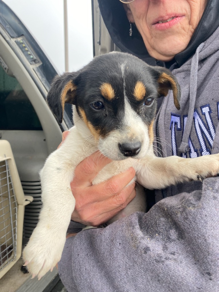 Dog for adoption Lois, a Dachshund in Polson, MT Petfinder