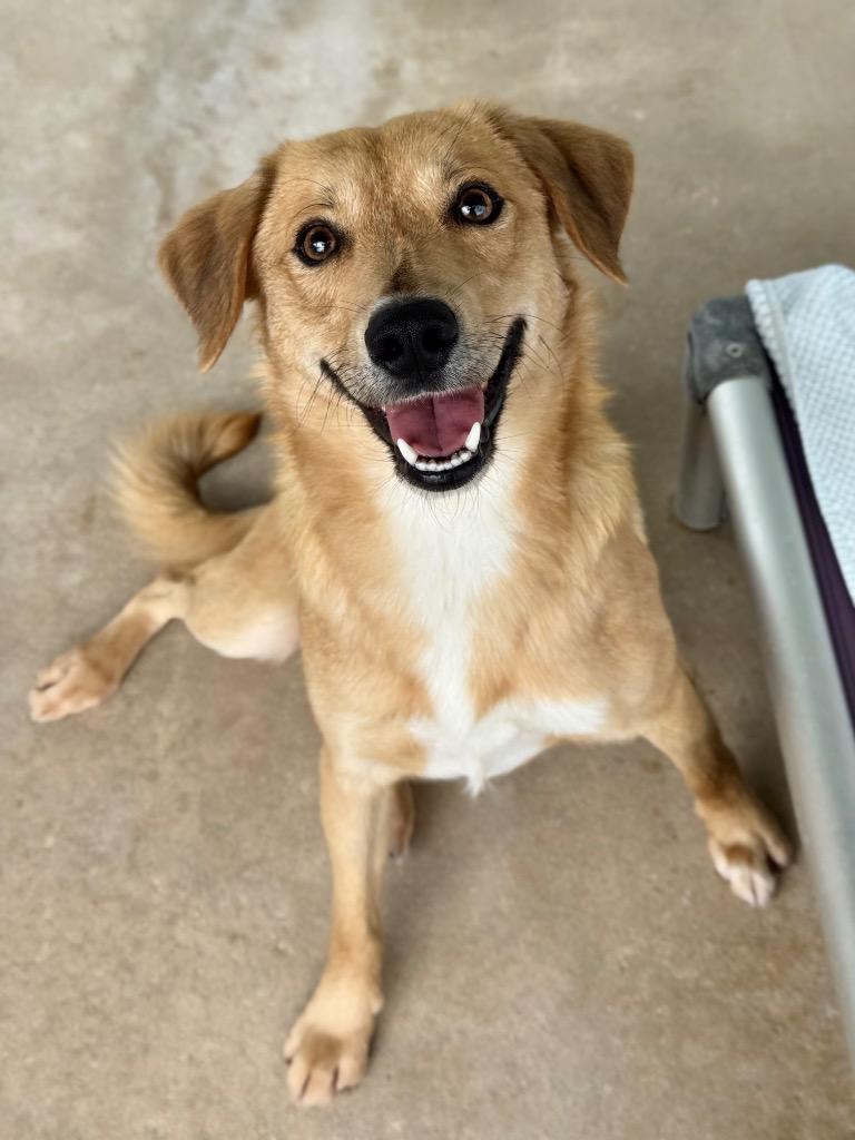 Romeo, Adoptable, Young Male Terrier.