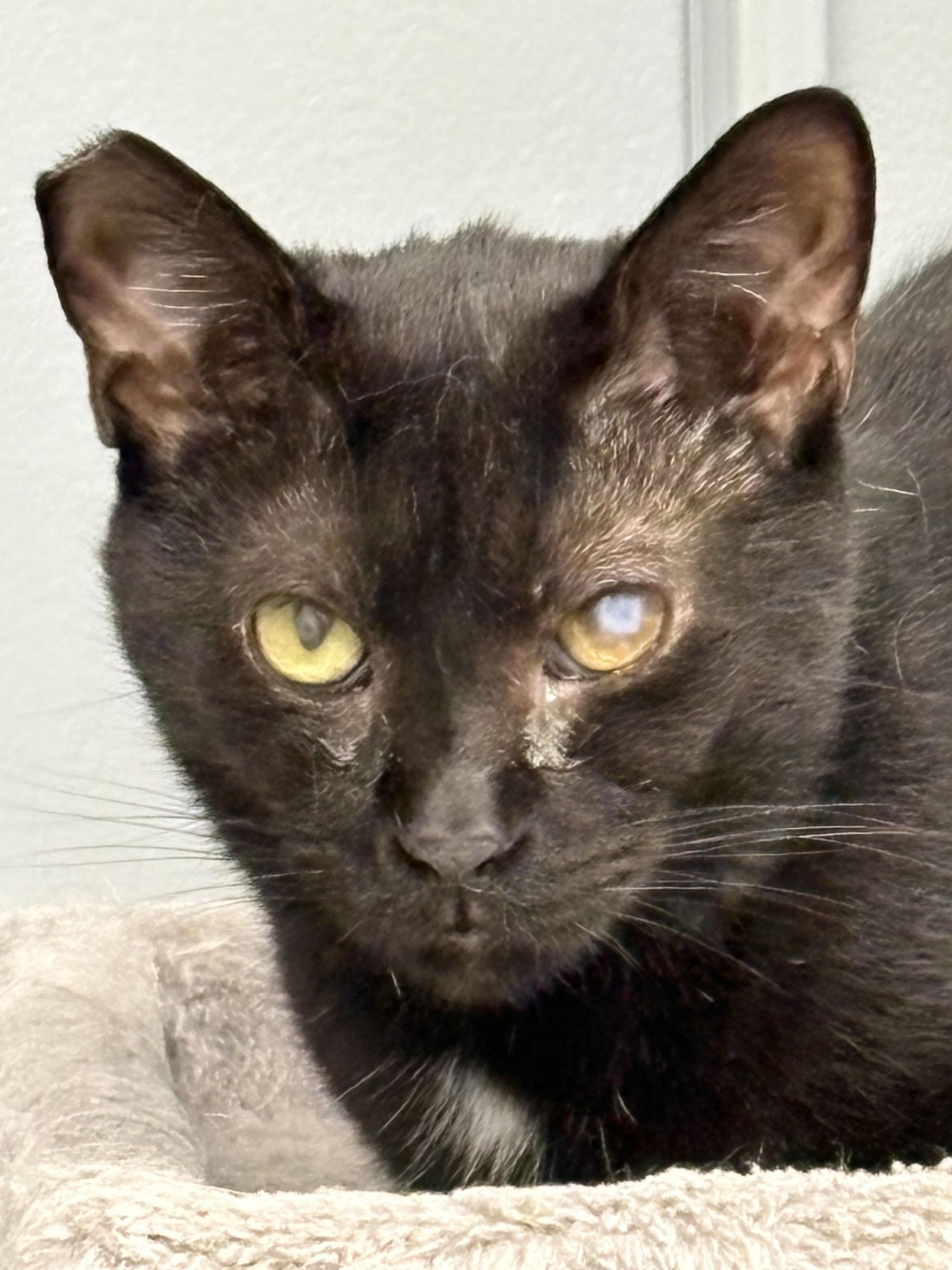 Enlarge Patch, a Adoptable Domestic Short Hair in Pittsburgh, PA image 1/1