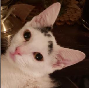 Enlarge Luke, a Adoptable Domestic Short Hair in Los Angeles, CA image 1/2