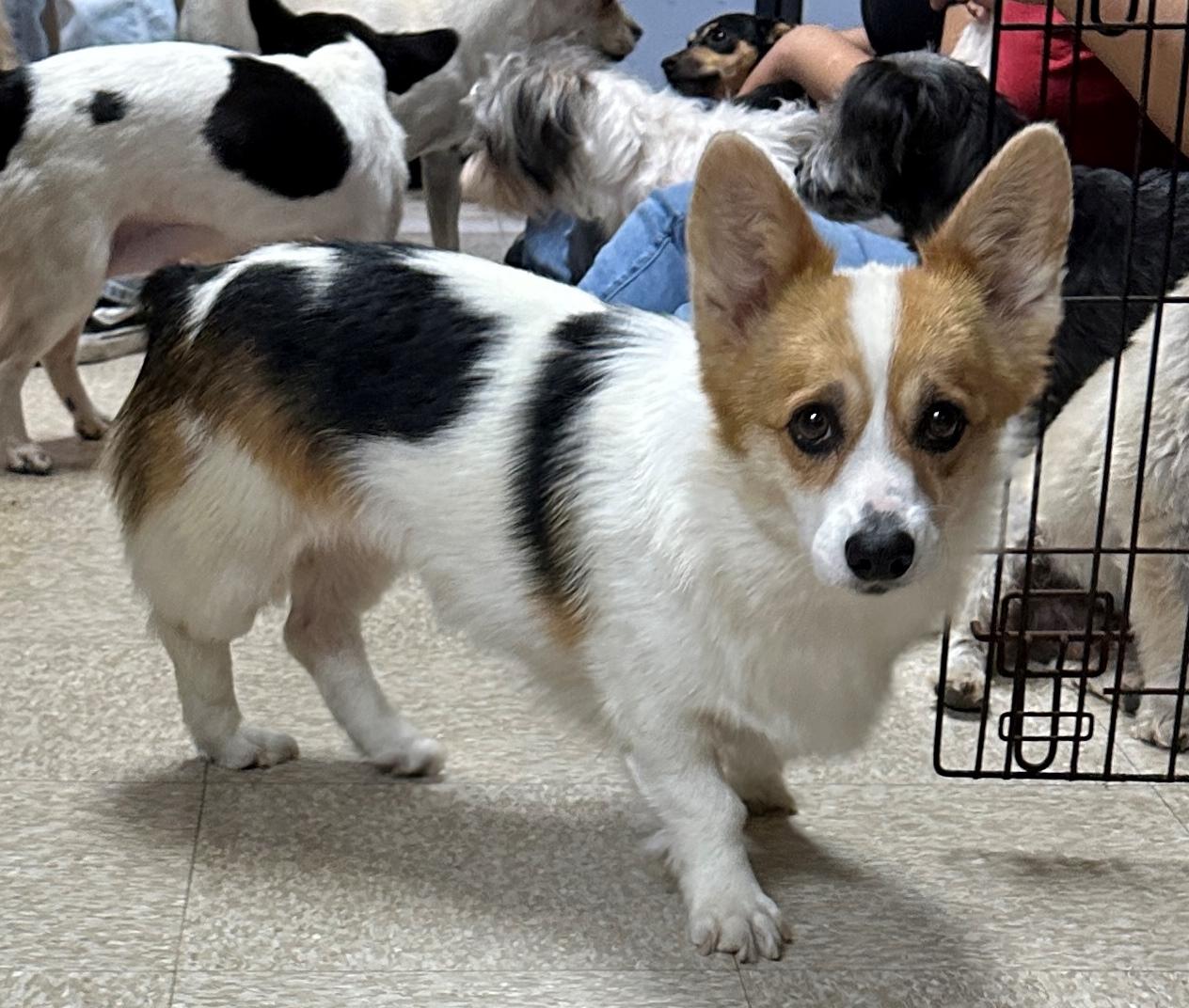 Dolly, an adopted Pembroke Welsh Corgi in Lodi, CA image 2/5