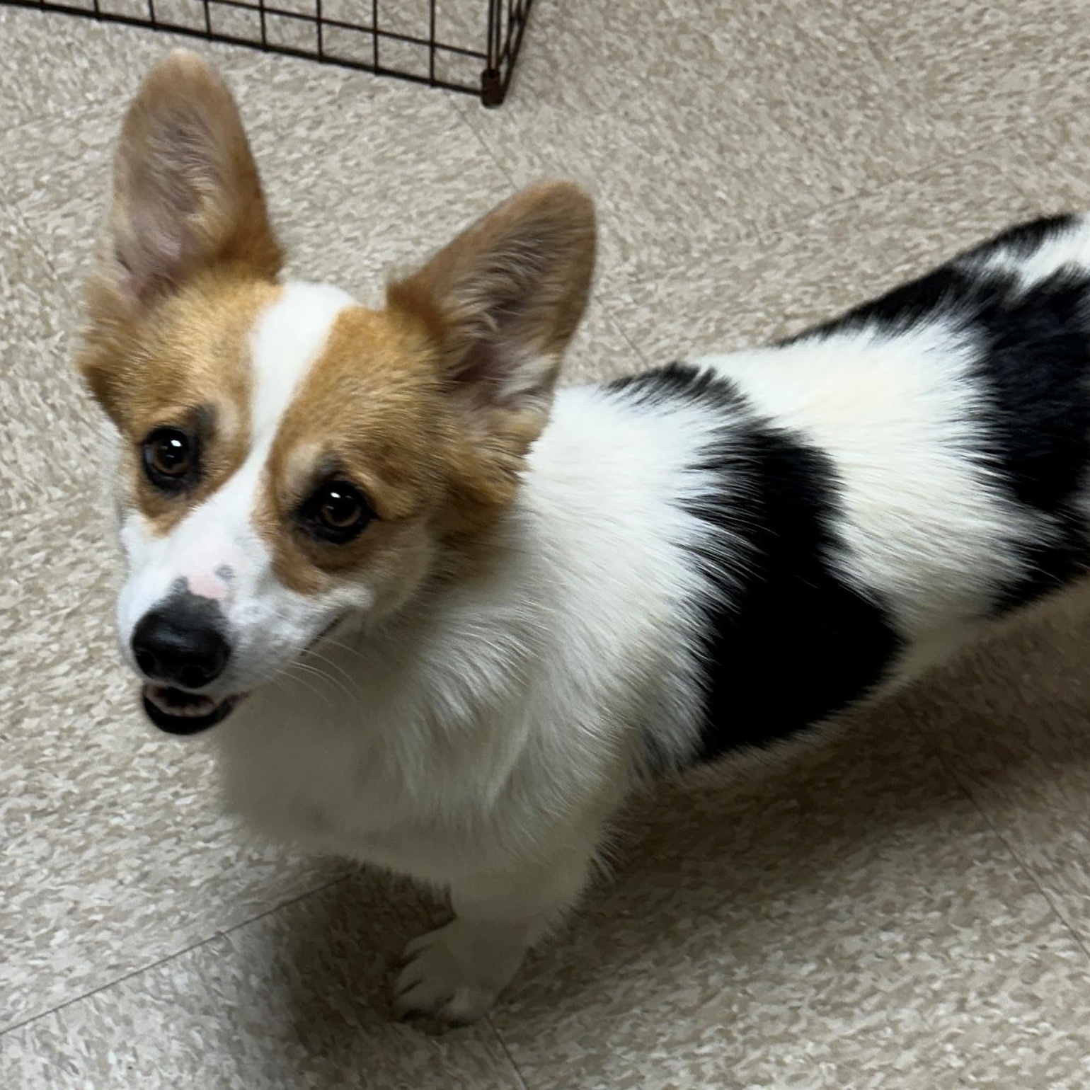 Dolly, an adopted Pembroke Welsh Corgi in Lodi, CA image 4/5