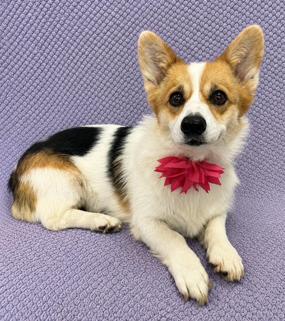Dolly, an adopted Pembroke Welsh Corgi in Lodi, CA image 5/5