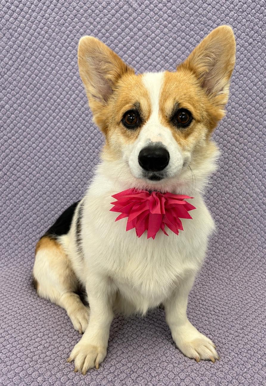Dolly, an adopted Pembroke Welsh Corgi in Lodi, CA image 3/5