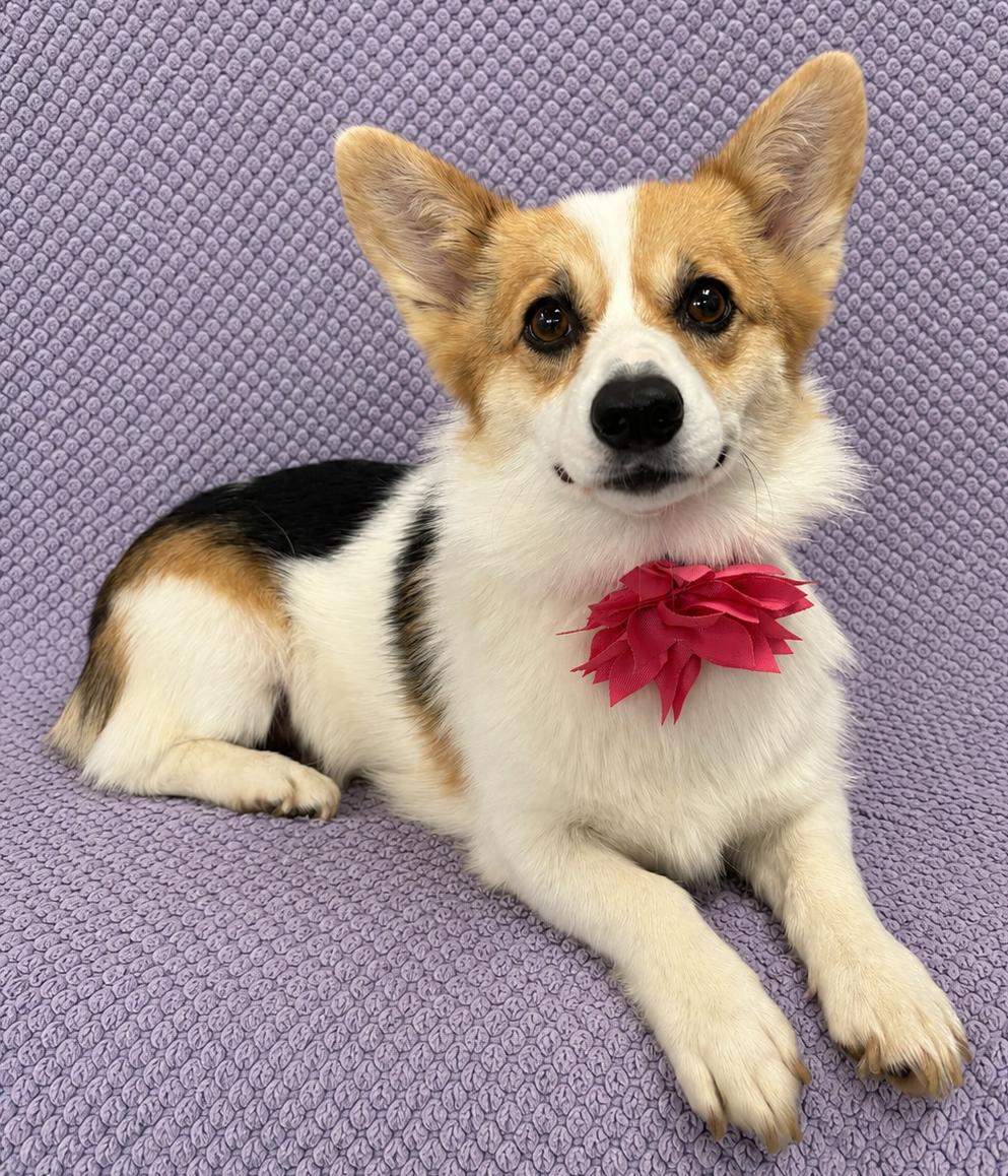 Dolly, an adopted Pembroke Welsh Corgi in Lodi, CA image 1/5