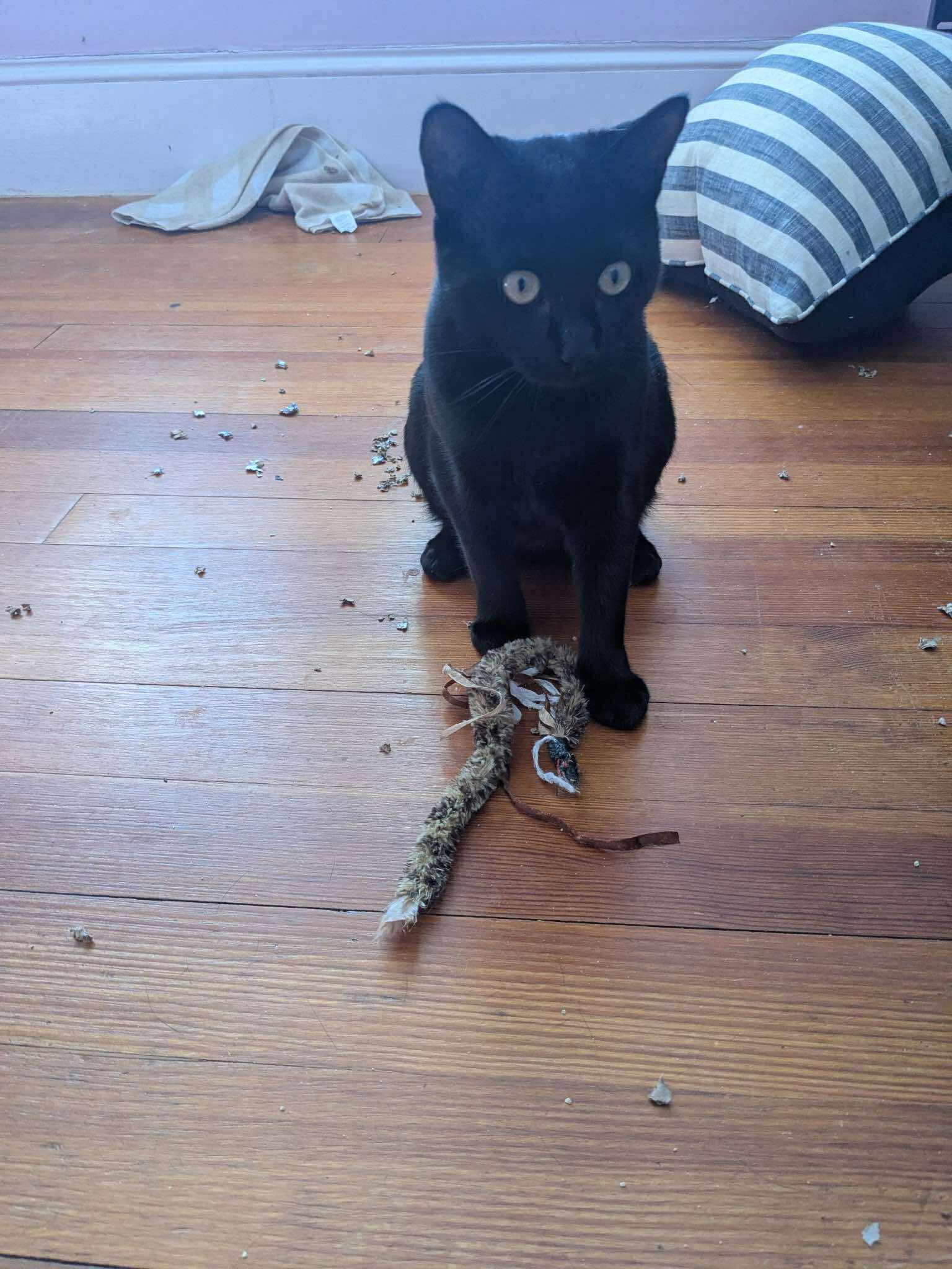 Enlarge Agatha, a ADOPTABLE Domestic Short Hair in Roslindale, MA image 1/4