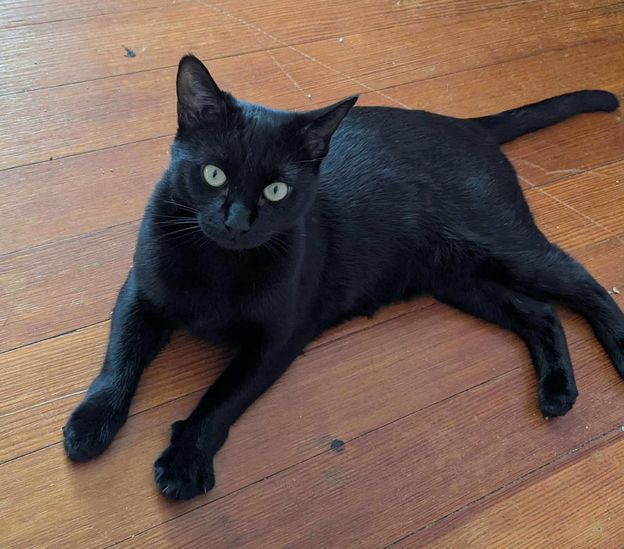 Enlarge Agatha, a ADOPTABLE Domestic Short Hair in Roslindale, MA image 2/4