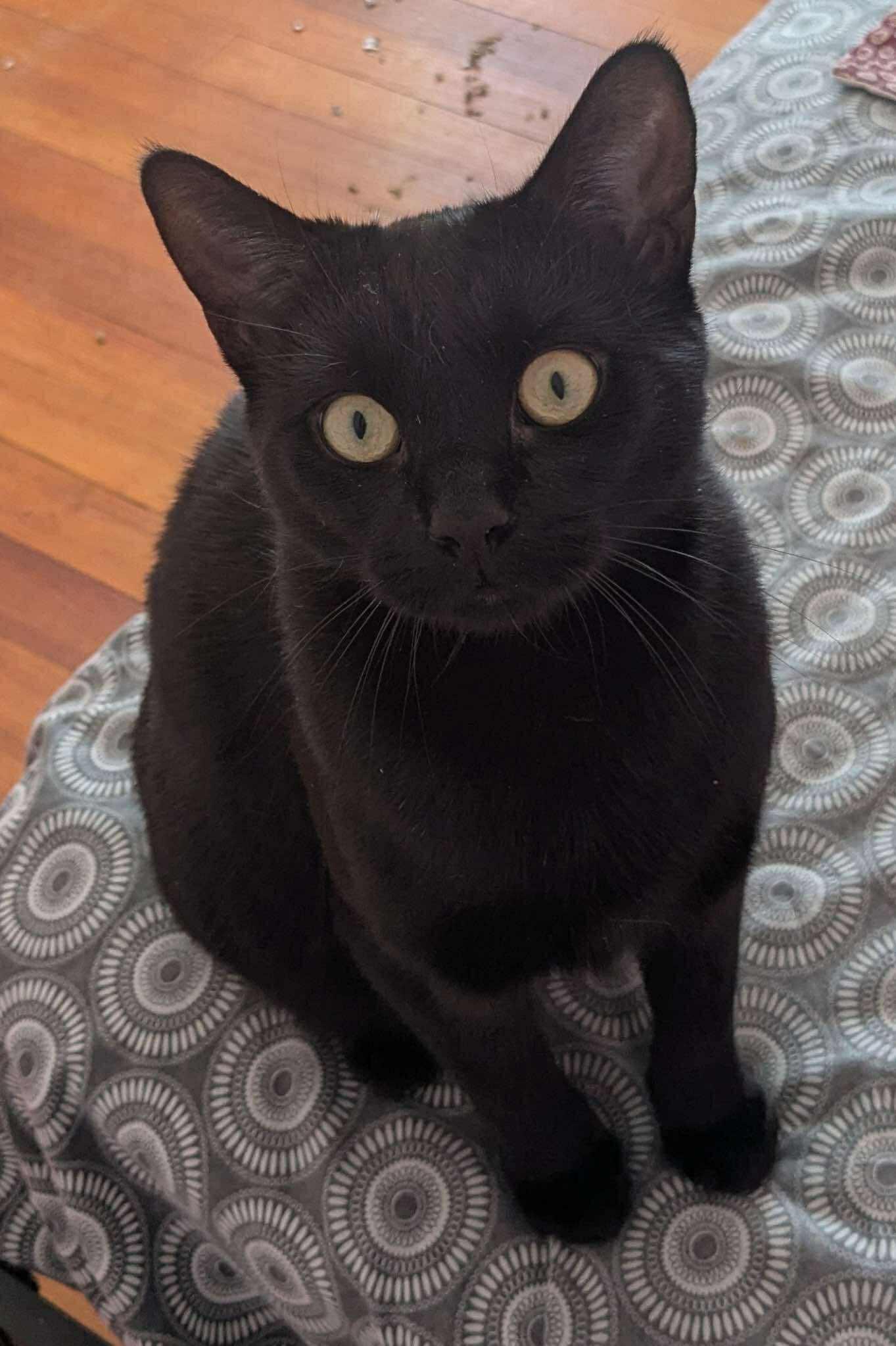 Enlarge Agatha, a ADOPTABLE Domestic Short Hair in Roslindale, MA image 4/4