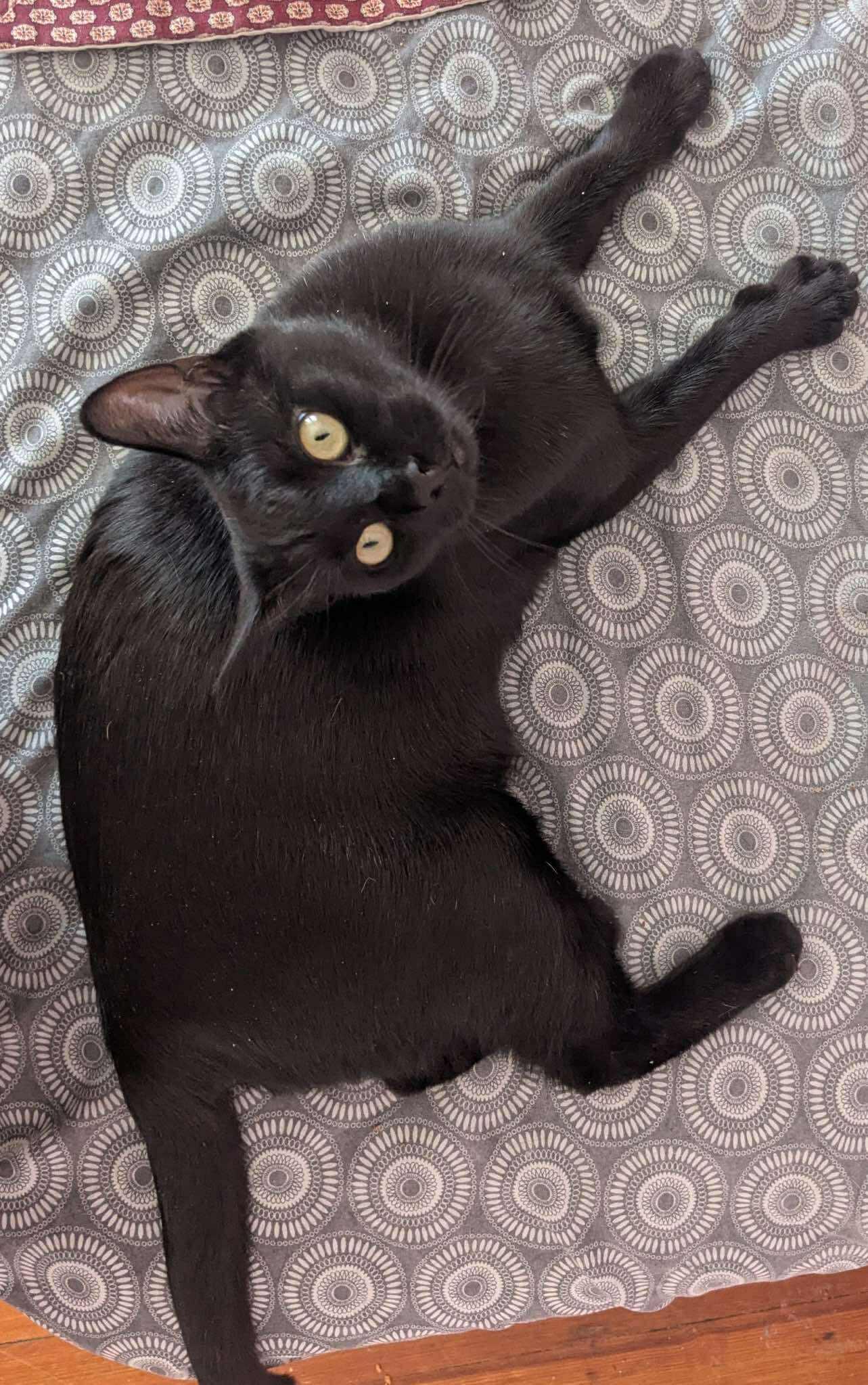 Enlarge Agatha, a ADOPTABLE Domestic Short Hair in Roslindale, MA image 3/4