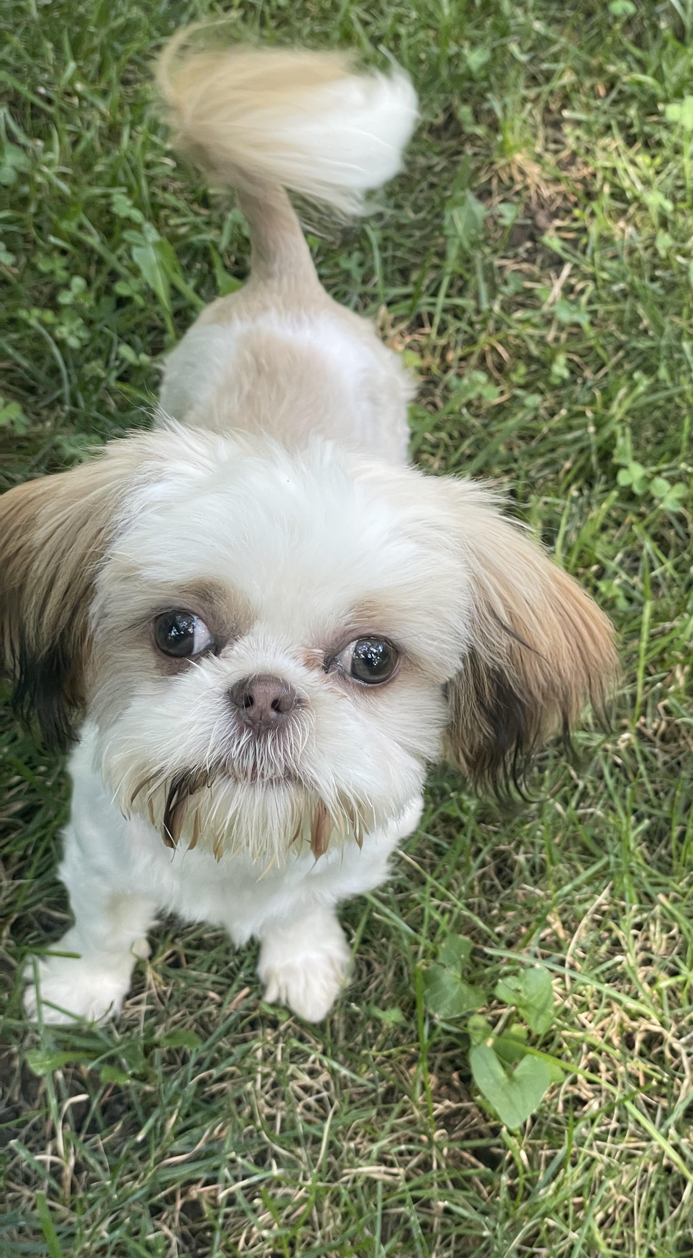 Peanut, a ADOPTABLE Shih Tzu in Overland Park, KS image 2/2